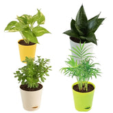 Jade Plant & Money Plant and Snake Plant with Bamboo Palm